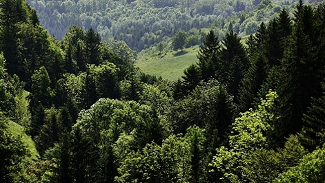 Wald Griffen, Quelle: Sreenshoot