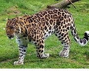 Amur Leopard,  Quelle: Pixabay