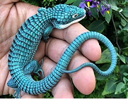Dragoncito Azul, Quelle: Verne el Pais