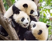 Panda,  Quelle: WWF