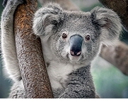 Koala, Quelle: WWF