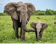 Elefant,  Quelle: One green Planet