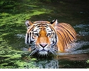 Südchinesischer Tiger, Quelle: Bamboblog